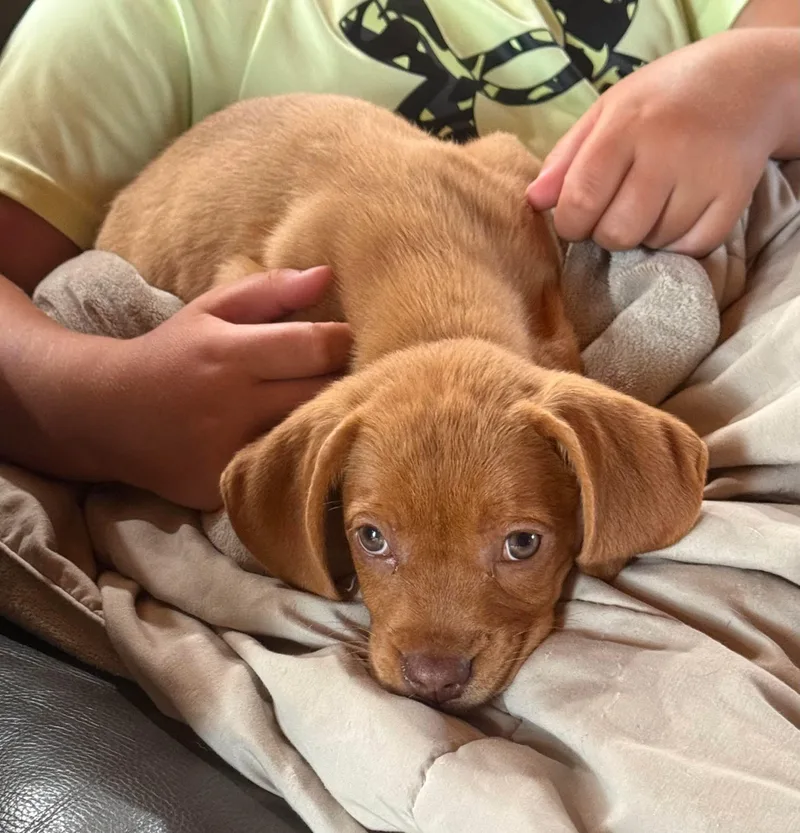 Penny
