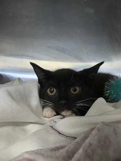 A baby small-sized male Domestic Short Hair cat named Sylvester for adoption in Sevierville, TN