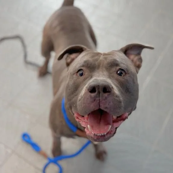 An adult small-sized male Gray / Blue / Silver Pit Bull Terrier dog named Mason D for adoption in Princeton, MN