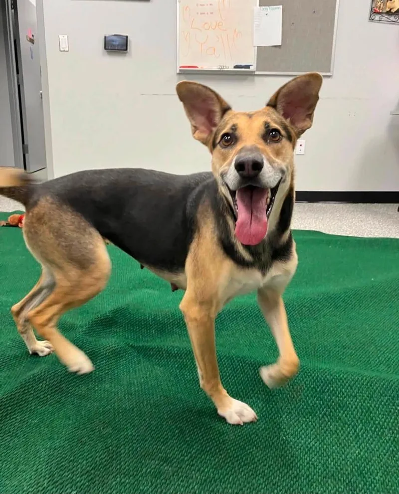 A young medium-sized female Mixed Breed dog named Lima for adoption in Mustang, OK