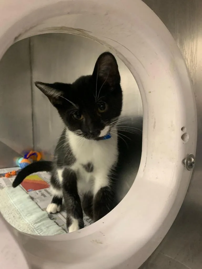 A baby small-sized male Domestic Short Hair cat named Bronze for adoption in Angola, IN