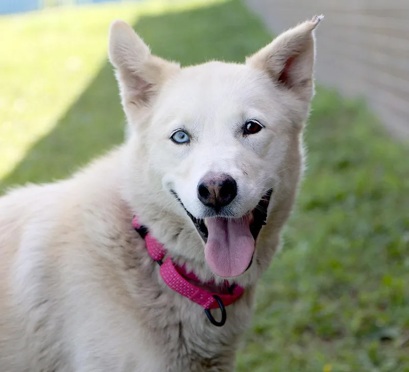 A young large-sized female White / Cream Husky dog named Nala for adoption in Kansas City, KS