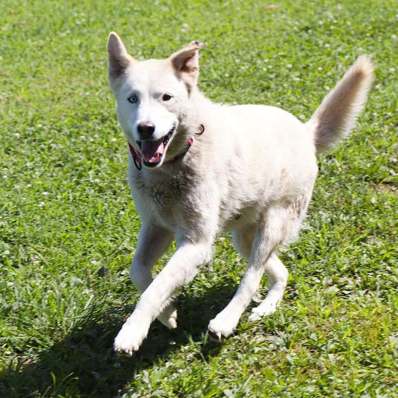 Nala thumbnail 4
