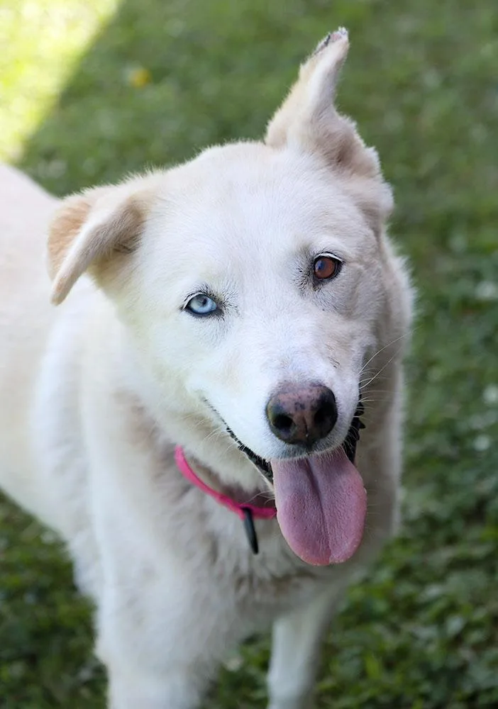Nala thumbnail 5