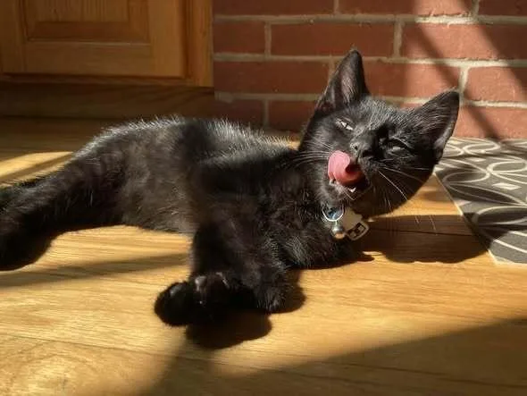 A baby small-sized male Black & White / Tuxedo Domestic Short Hair cat named Cole for adoption in Hudson, NH