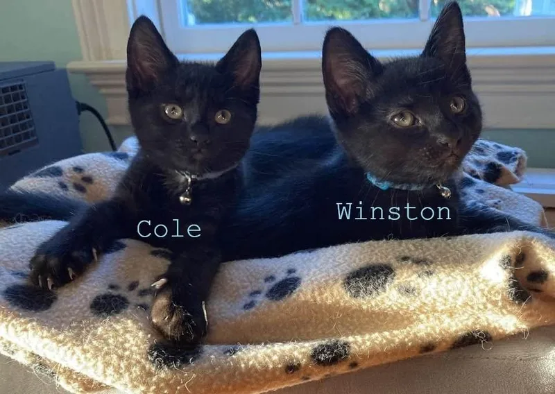 Cole thumbnail 3