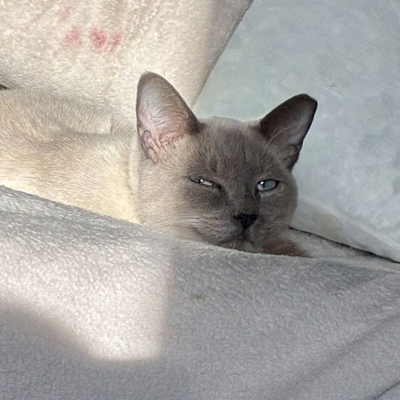 A young medium-sized male Blue Point Siamese cat named Kitkat for adoption in Fairborn, OH