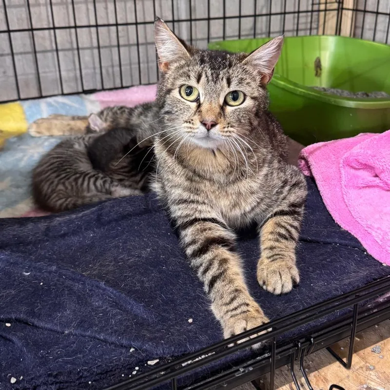 An adult small-sized female White Domestic Short Hair cat named Chloe for adoption in Mondovi, WI