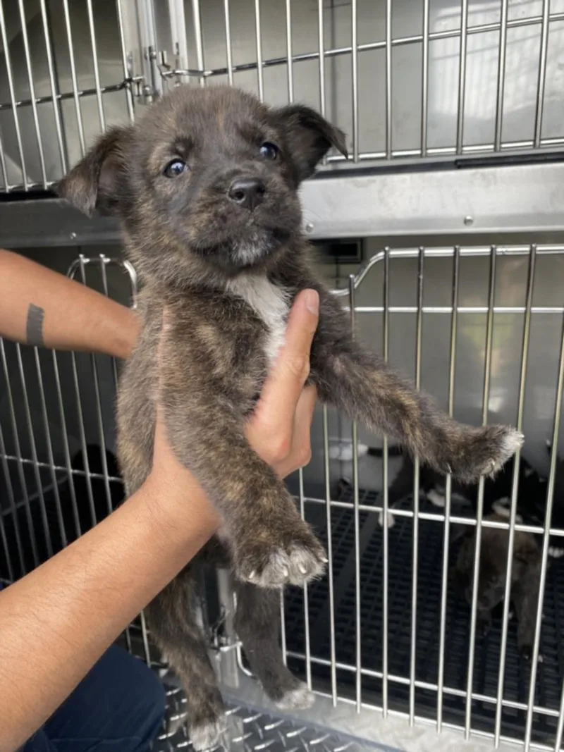 A baby small-sized male Mixed Breed dog named Wylie for adoption in Dallas, TX