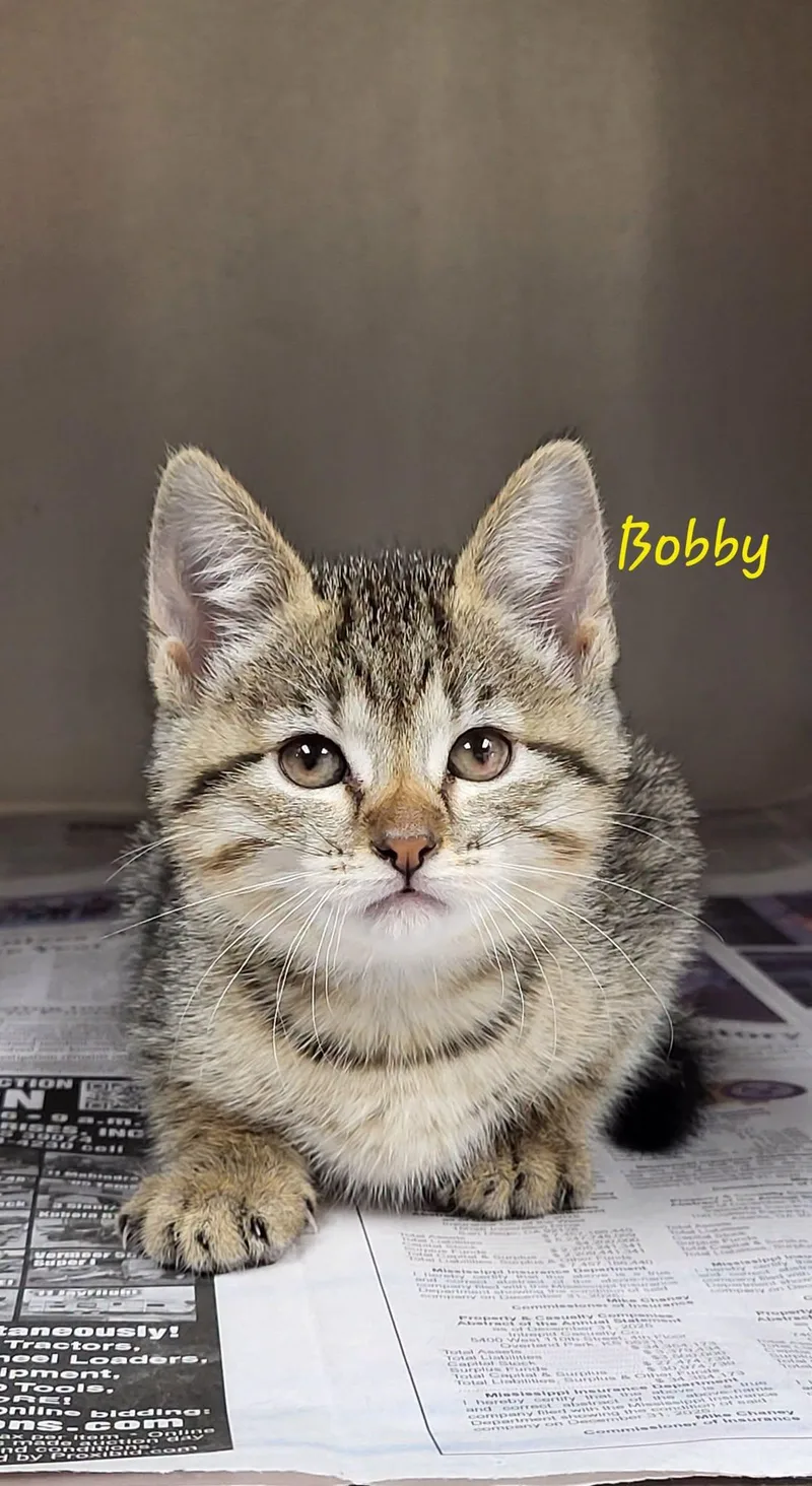 A baby medium-sized female Tabby (Gray / Blue / Silver) Domestic Short Hair cat named Bobby for adoption in Marion, MS