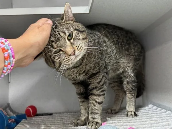 An adult large-sized male Domestic Short Hair cat named Fasah for adoption in New York, NY