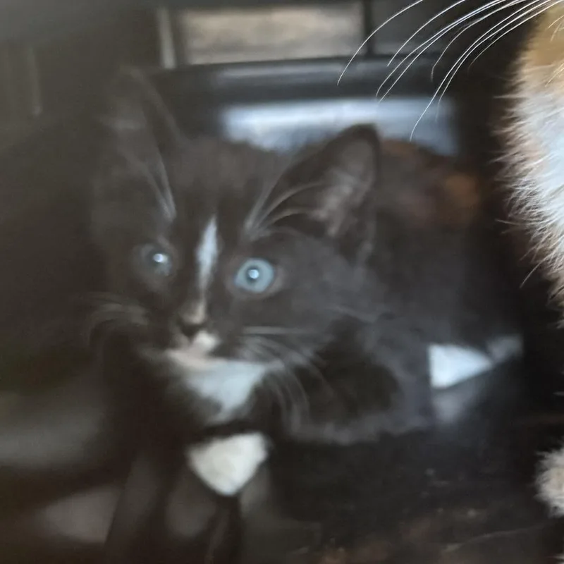 A baby small-sized male Black Domestic Short Hair cat named Simon for adoption in Kyle, TX