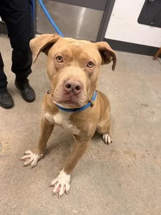 A young large-sized male Pit Bull Terrier dog named Maximus for adoption in Cleveland, OH