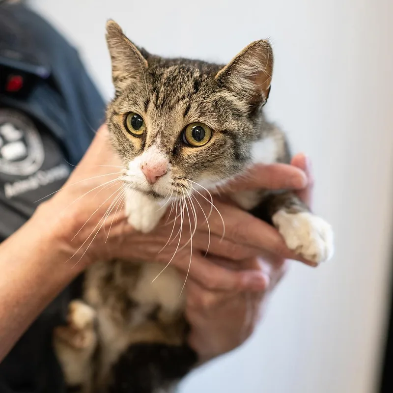 An adult small-sized female Gray / Blue / Silver Domestic Short Hair cat named Hilda for adoption in Bartlett, TN