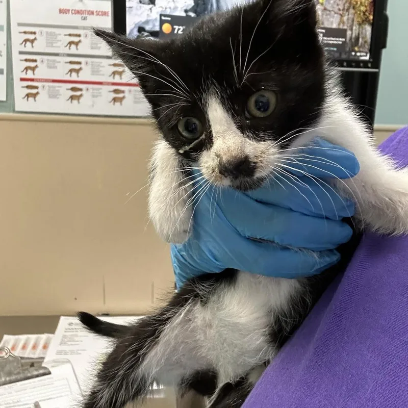 A baby small-sized female Black Domestic Short Hair cat named Great Dane for adoption in Tacoma, WA