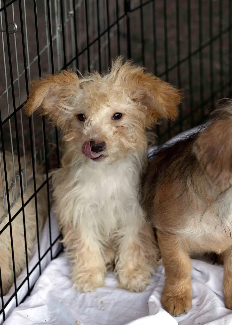 A young small-sized female Miniature Poodle dog named Topaz for adoption in West Richland, WA