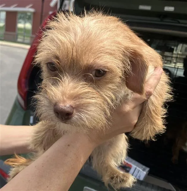 A baby small-sized female Chihuahua dog named Trixie for adoption in San Antonio, TX