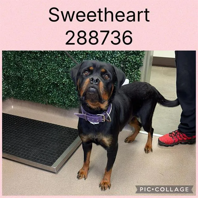 Sweetheart