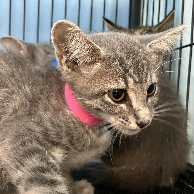 A baby small-sized female Gray / Blue / Silver Domestic Short Hair cat named Stevie for adoption in Lakeland, FL
