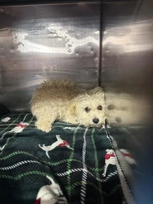 An adult small-sized female Miniature Poodle dog named Mamita for adoption in El Paso, TX