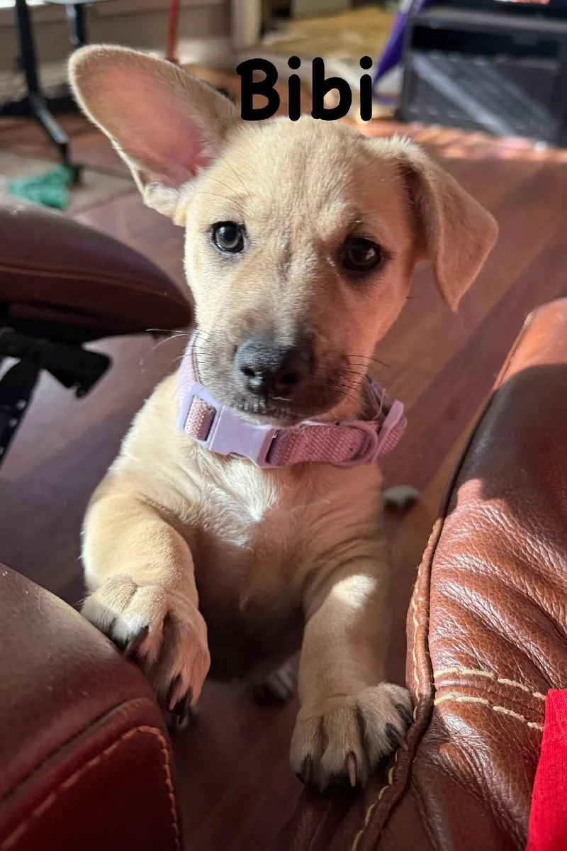 A young medium-sized female Yellow / Tan / Blond / Fawn German Shepherd Dog dog named Bibi for adoption in Carrollton, TX