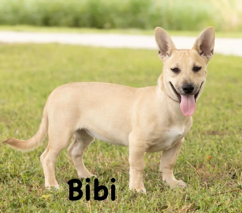 Bibi thumbnail 5