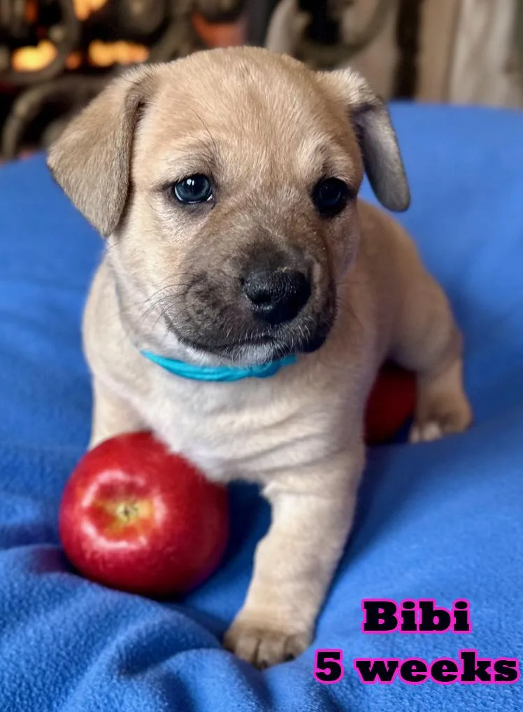 Bibi thumbnail 6