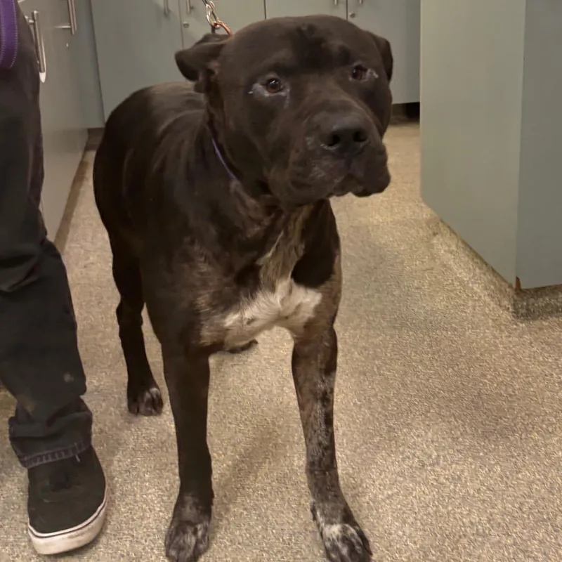 An adult large-sized male Black Mixed Breed dog named Odin for adoption in Jacksonville, FL
