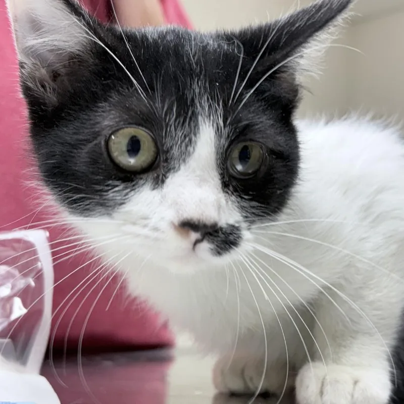 A baby small-sized male Black Domestic Short Hair cat named Smudge for adoption in Tyler, TX