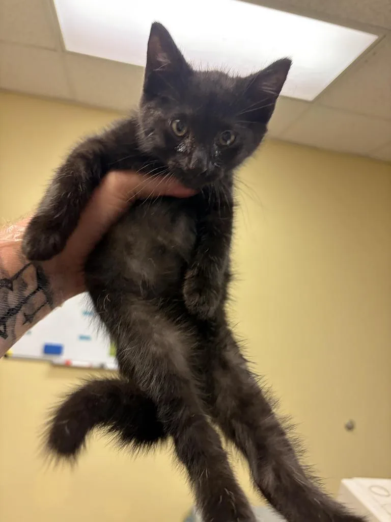 A baby medium-sized male Domestic Short Hair cat named Rhett for adoption in Florence, SC
