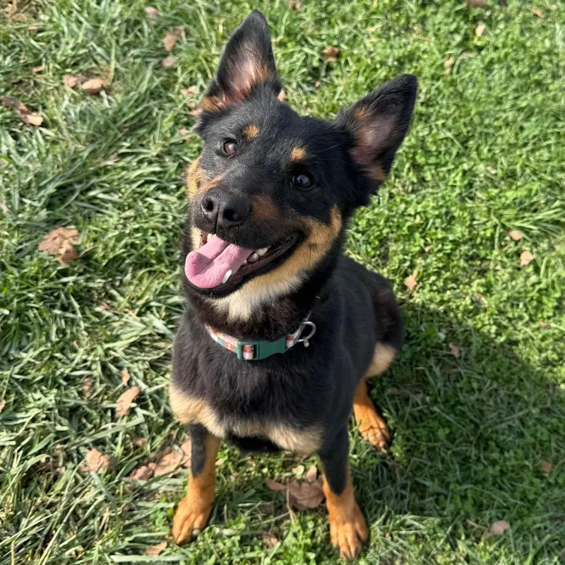 An adult medium-sized female Black Mixed Breed dog named Keeley for adoption in Archbold , OH