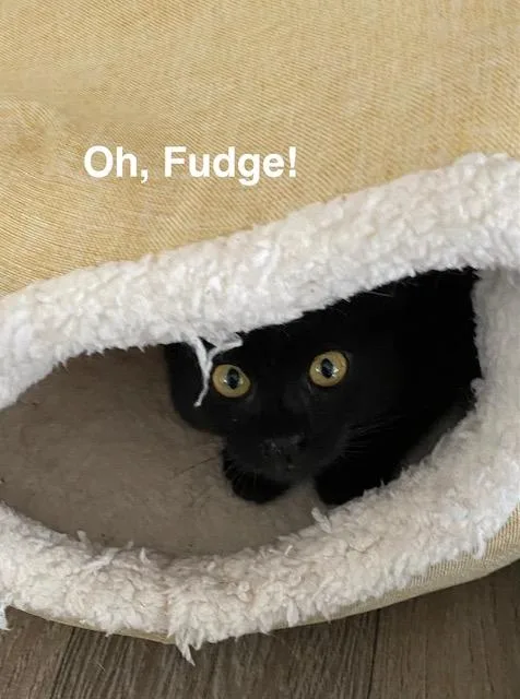 A baby medium-sized female Black Domestic Short Hair cat named Oh Fudge for adoption in Gardnerville, NV