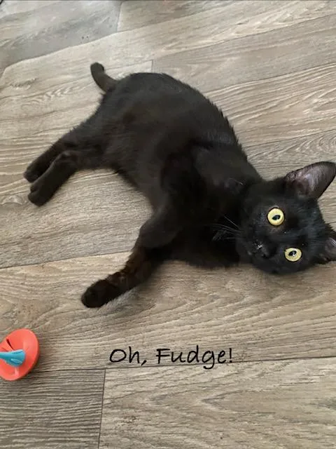 Oh Fudge thumbnail 3