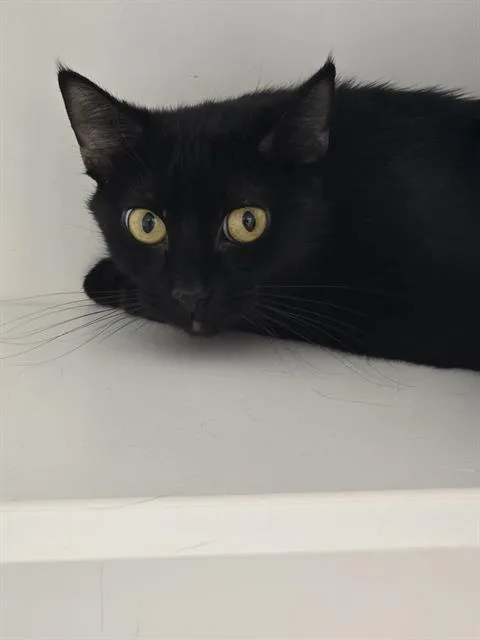 A young small-sized female Domestic Short Hair cat named Lana for adoption in Indianapolis, IN