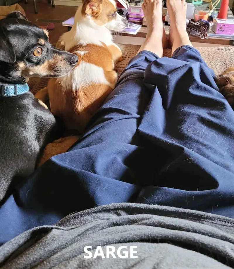 An adult small-sized male Black Miniature Pinscher dog named Sarge for adoption in Washington, GA