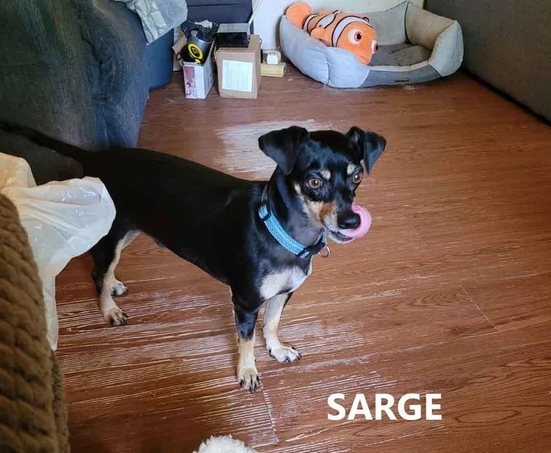 Sarge thumbnail 2