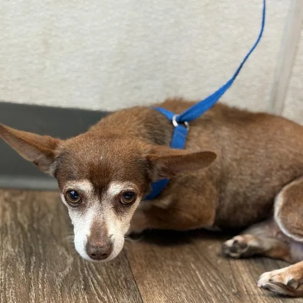 A senior small-sized male Chihuahua dog named Markle for adoption in San Diego, CA