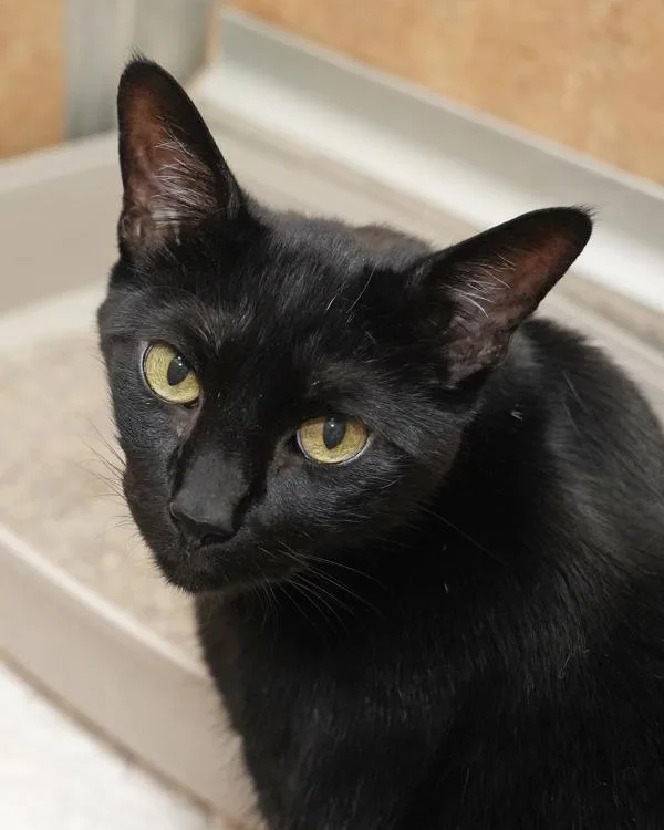A senior medium-sized male Domestic Short Hair cat named Bubba for adoption in Novato, CA