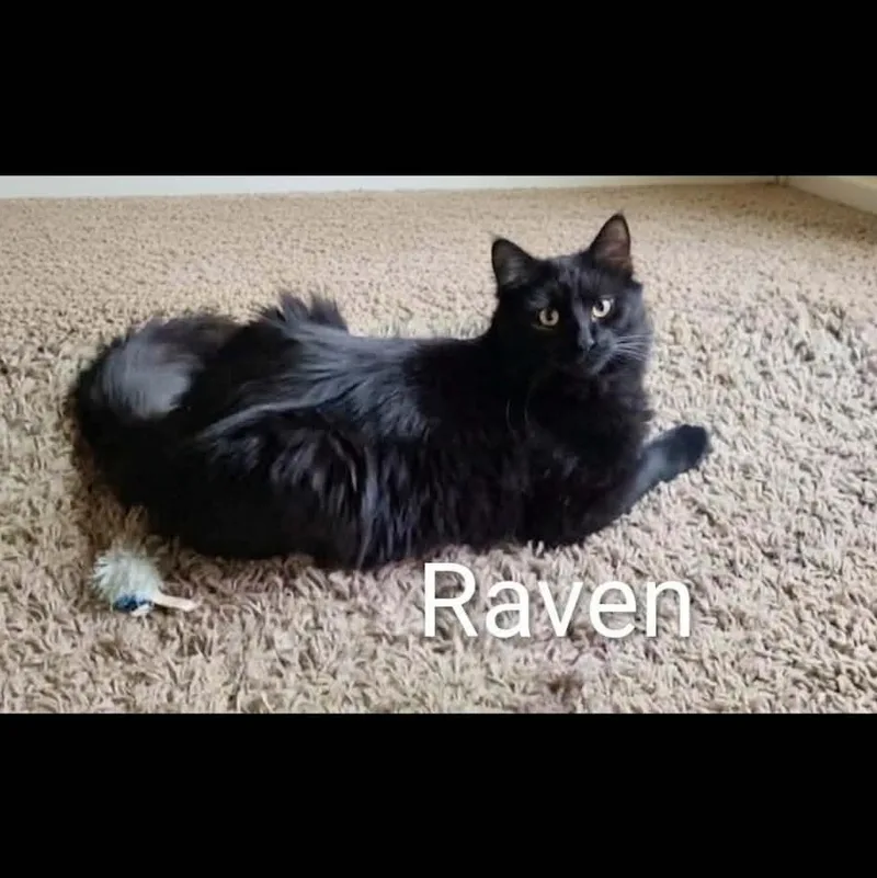 Raven