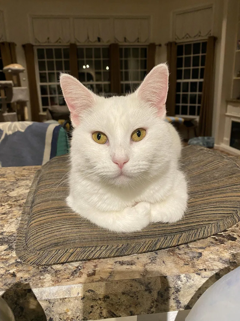 A young medium-sized female White Domestic Short Hair cat named Pearl for adoption in Williamsburg, IA