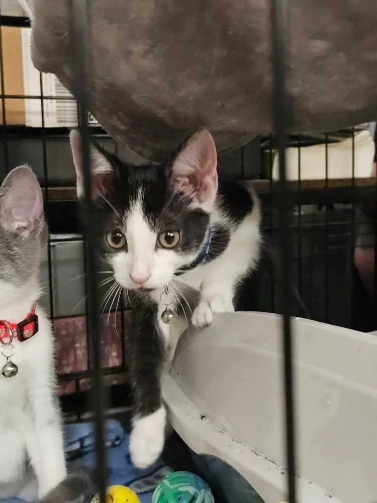 A baby medium-sized male Black & White / Tuxedo Domestic Short Hair cat named Mochi for adoption in Dorr, MI