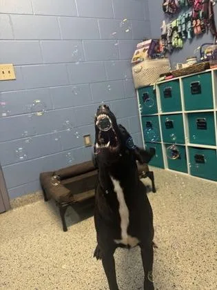 An adult medium-sized female Mixed Breed dog named Sora for adoption in Columbus, IN