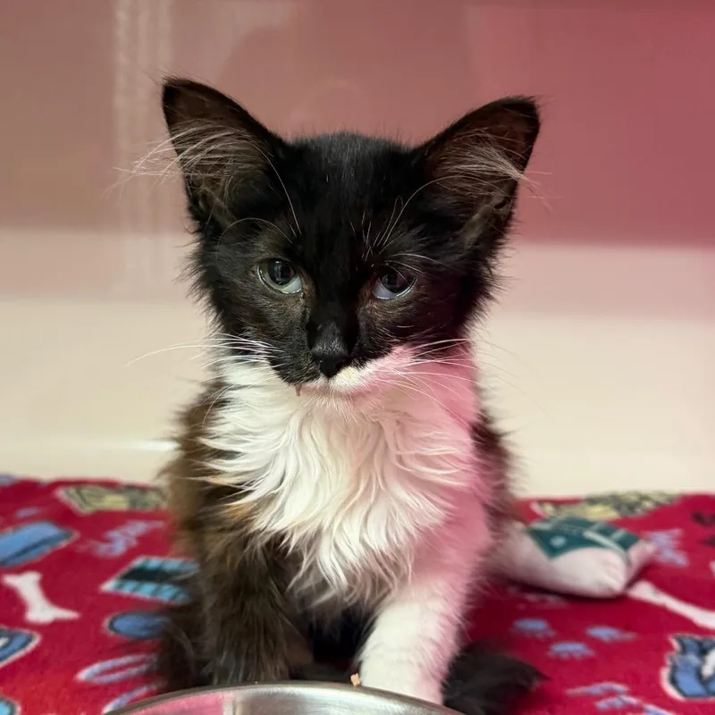 A young small-sized female Domestic Long Hair cat named Cherry for adoption in Watertown, NY