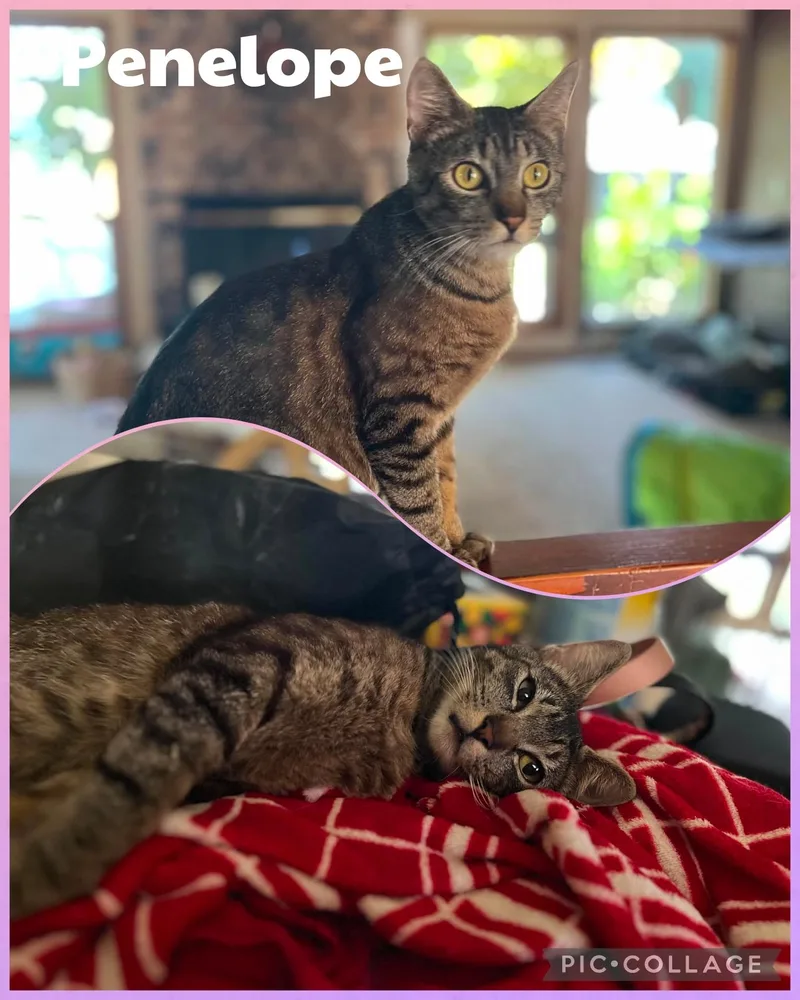 An adult medium-sized female Tabby (Brown / Chocolate) Domestic Short Hair cat named Penelope for adoption in Newberg, OR