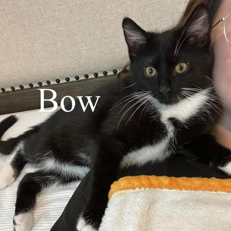 A baby medium-sized male Black & White / Tuxedo Domestic Medium Hair cat named Bow for adoption in Queen Creek, AZ