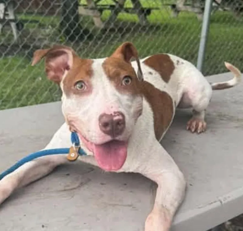 A baby medium-sized female Bicolor Pit Bull Terrier dog named Pippet for adoption in Naperville, IL