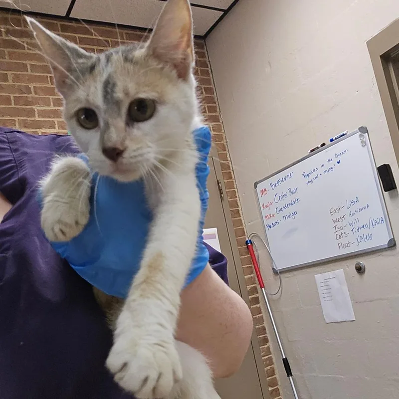 A young small-sized female Calico Domestic Short Hair cat named Mama for adoption in Birmingham, AL
