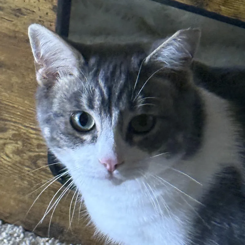 A young medium-sized male Gray & White Domestic Short Hair cat named Beba for adoption in Dunnigan, CA