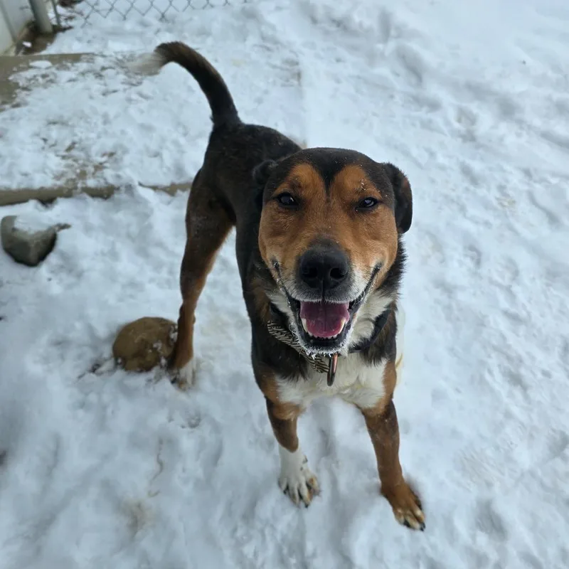 An adult medium-sized male Brown / Chocolate Shepherd dog named Marcus for adoption in Owosso, MI