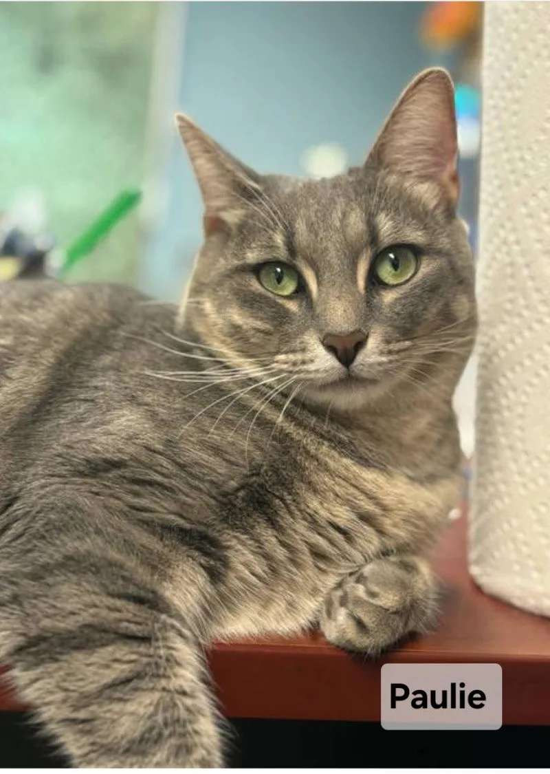 An adult medium-sized female Domestic Short Hair cat named Paulie girl for adoption in Forest, VA